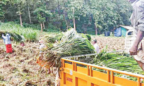 ആ​ന​ക​ൾ​ക്കും ക​ന്നു​കാ​ലി​ക​ൾ​ക്കും അ​ന്നം​മു​ട​ക്കാ​തെ മ​ണ്ണീ​റ തീ​റ്റ​പ്പു​ൽ​കൃ​ഷി കേ​ന്ദ്രം