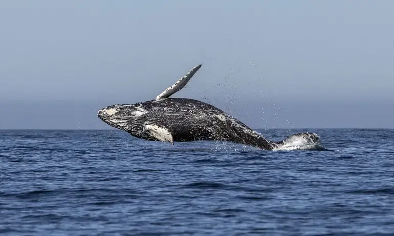 ഞാൻ തിമിംഗലത്തിന്‍റെ വായിലാണ്​, അത്​ എന്നെ വിഴുങ്ങുകയാണ്​- മരണമുറപ്പിച്ച നിമിഷങ്ങളുടെ ഭീകരത പങ്കുവെച്ച്​ ഡൈവർ