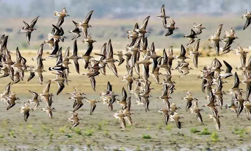 കണ്ണൂർ സർവകലാശാലക്ക്​ അന്തർദേശീയ   അംഗീകാരം
