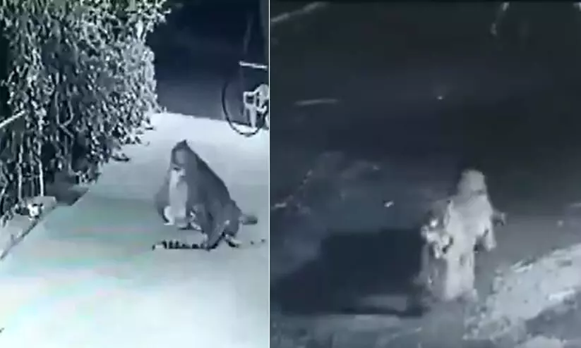 Leopard hunts pet dog