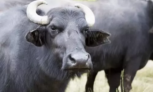buffalo buffalo