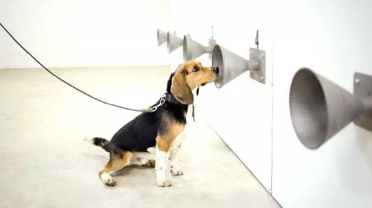 കോവിഡ് രോഗികളെ കണ്ടെത്തൽ : ടെസ്റ്റിനേക്കാൾ കഴിവ്​ സ്​നിഫർ നായ്​ക്കൾക്കെന്ന്​