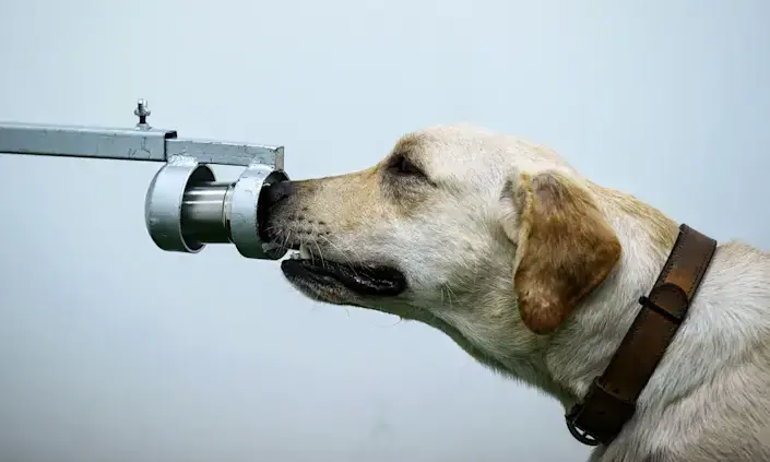 കോവിഡ്​ വൈറസ്​ മണത്തറിയും നായ്​ക്കൾ വരുന്നു, പരിശോധനക്ക്​ ഇനി ലാബിൽ കാത്തുകിടക്കേണ്ട?