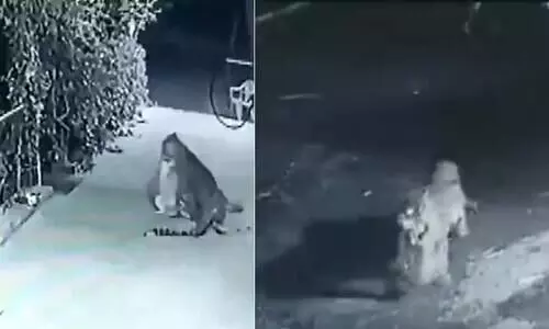 Leopard hunts pet dog