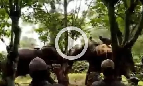 കാട്ടാനയെ നിയന്ത്രിക്കുന്ന നാട്ടാന കുംകി; വൈറലായി വിഡിയോ