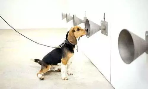 കോവിഡ് രോഗികളെ കണ്ടെത്തൽ : ടെസ്റ്റിനേക്കാൾ കഴിവ്​ സ്​നിഫർ നായ്​ക്കൾക്കെന്ന്​