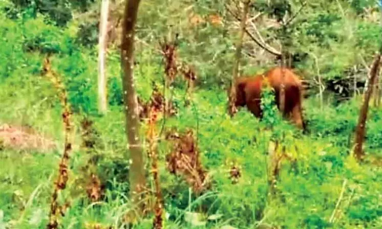 ചു​ണ്ട​ത്തും പൊ​യി​ലി​ലും ഓ​ട​ക്ക​യ​ത്തും  കാ​ട്ടാ​ന​ക​ളു​ടെ വി​ള​യാ​ട്ടം