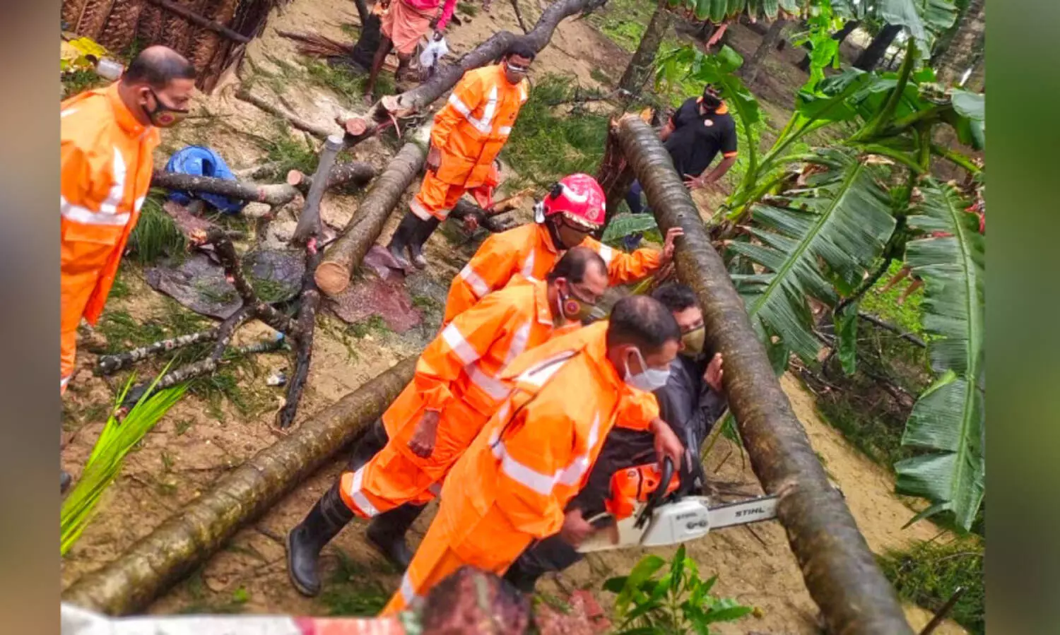 coconut trees fell down