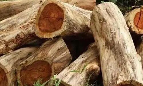 മുട്ടിൽ മരം മുറി: റോജിയുടെ അറസ്​റ്റ്​ അട്ടിമറിച്ചത്​ റവന്യൂവകുപ്പ്​