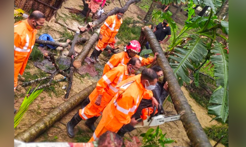 coconut trees fell down