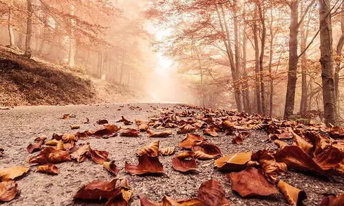 കരിയില വെറുതെ കത്തിച്ചു കളയണ്ട