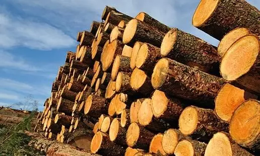 കോഴിക്കോടും മരം കൊള്ള