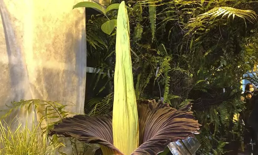 Sumatran Titan arum Sumatran Titan arum