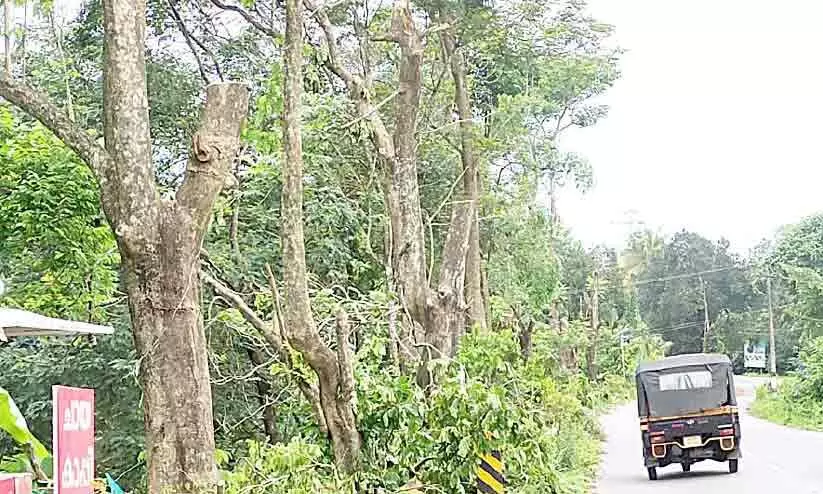 200 തണൽ മരങ്ങൾ വെട്ടിമാറ്റി; അപകടാവസ്ഥയിലുള്ളവ തൊട്ടില്ല