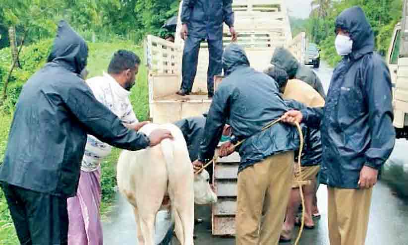പാലക്കാട് കാലിപിടുത്തം തുടങ്ങി പാലക്കാട് കാലിപിടുത്തം തുടങ്ങി