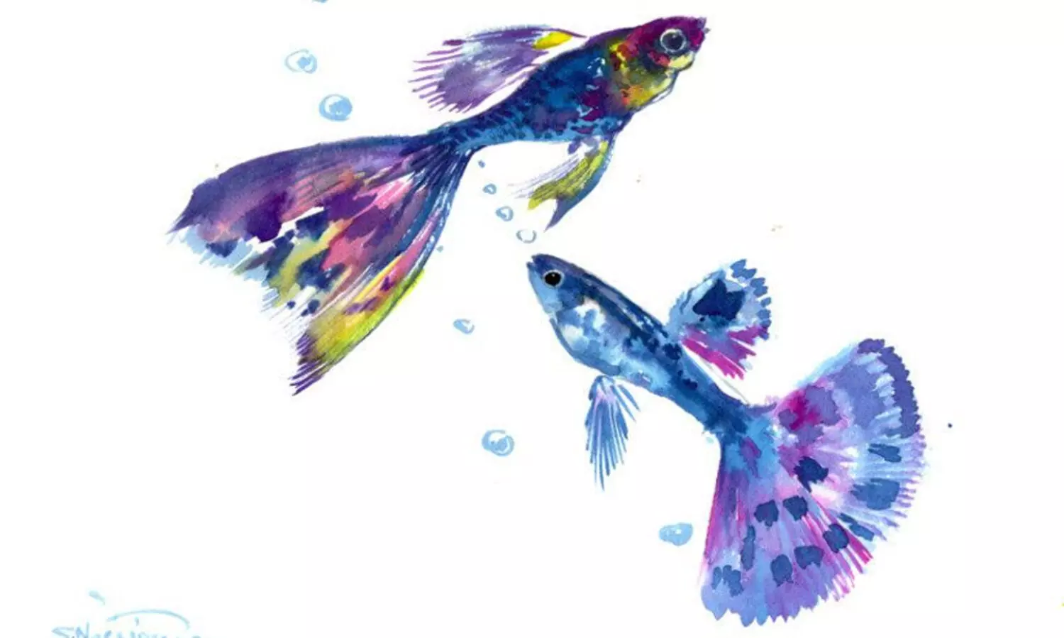 അക്വേറിയത്തിൽ പ്രണയമെന്ന് പേരായ രണ്ട് മീനുകൾ