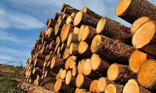 കോഴിക്കോടും മരം കൊള്ള