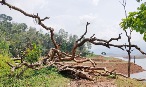 tree near banasur sagar dam
