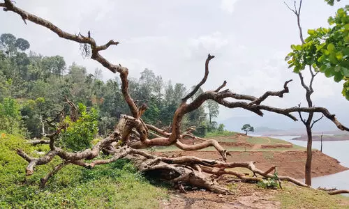 tree near banasur sagar dam