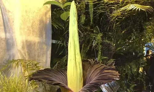 Sumatran Titan arum