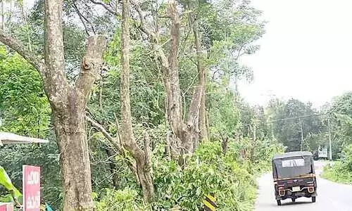 200 തണൽ മരങ്ങൾ വെട്ടിമാറ്റി; അപകടാവസ്ഥയിലുള്ളവ തൊട്ടില്ല