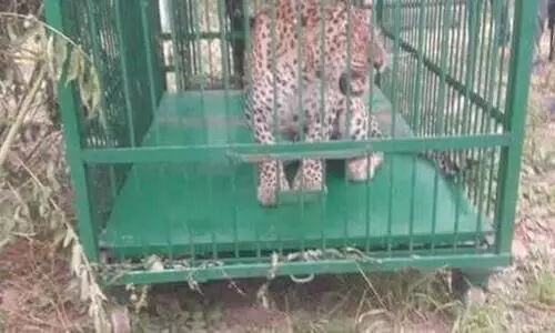 ജമ്മു കശ്മീരിൽ നാലുവയസുകാരിയെ കൊന്ന പുലിയെ പിടികൂടി