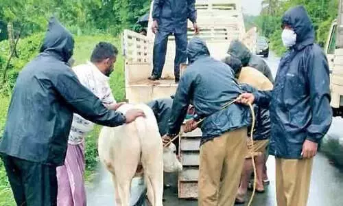 പാലക്കാട്​ കാലിപിടുത്തം തുടങ്ങി