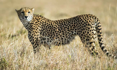 ആഫ്രിക്കയിൽ നിന്ന് ചീറ്റകൾ എത്തും; പക്ഷെ സ്വാതന്ത്ര്യ ദിനത്തോടനുബന്ധിച്ചാവില്ല