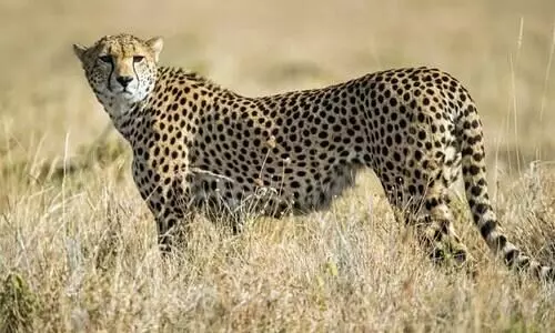 ആഫ്രിക്കയിൽ നിന്ന് ചീറ്റകൾ എത്തും; പക്ഷെ സ്വാതന്ത്ര്യ ദിനത്തോടനുബന്ധിച്ചാവില്ല