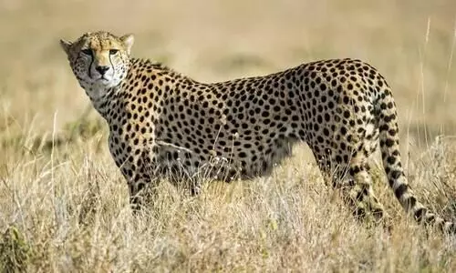 cheetah