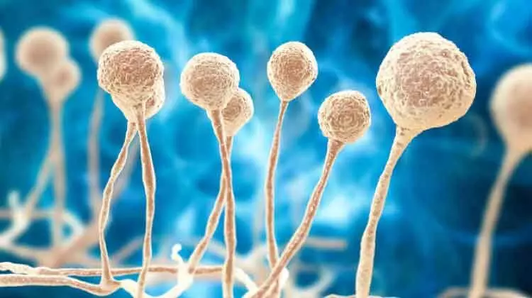 കോവിഡ്​: 33 പേർകൂടി മരിച്ചു; ബ്ലാക്ക്​ ഫംഗസ്​ സ്ഥിരീകരിച്ചു