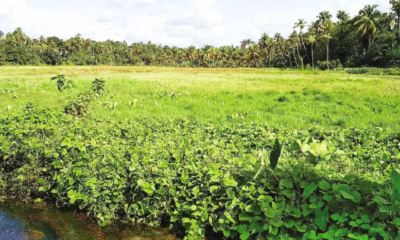 virippu krishi 166621 virippu krishi 166621