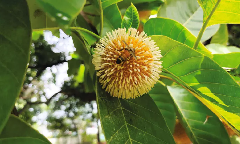 kadambu 16621 kadambu 16621