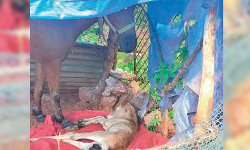 അ​തി​ഥി​യാ​യെ​ത്തി​യ ഉ​മ്മു ആ​ണ്‍കു​ഞ്ഞി​ന് ജ​ന്മം ന​ല്‍കി