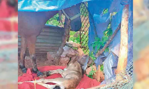 അ​തി​ഥി​യാ​യെ​ത്തി​യ ഉ​മ്മു ആ​ണ്‍കു​ഞ്ഞി​ന് ജ​ന്മം ന​ല്‍കി