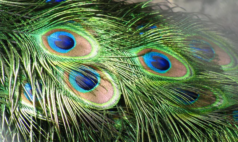 ഹോങ്കോങ്ങിലേക്ക് കടത്താന് ശ്രമിച്ച എട്ടു കിലോ മയില്പീലികള് പിടികൂടി ഹോങ്കോങ്ങിലേക്ക് കടത്താന് ശ്രമിച്ച എട്ടു കിലോ മയില്പീലികള് പിടികൂടി