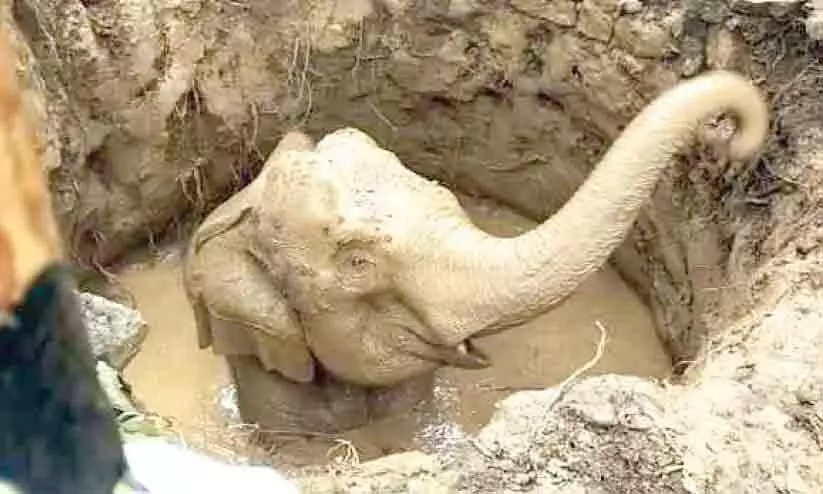 Elephant  in the well