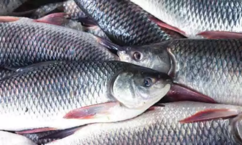 വിപണിയിൽ പഴകിയ മീനുകൾ: പരിശോധന നടത്താൻ അധികാരികളില്ല