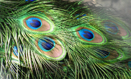 ഹോങ്കോങ്ങിലേക്ക് കടത്താന്‍ ശ്രമിച്ച എട്ടു കിലോ മയില്‍പീലികള്‍ പിടികൂടി