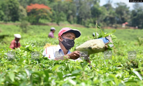 tea leaf plucking