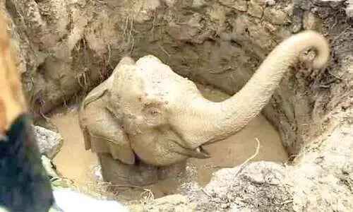 Elephant  in the well