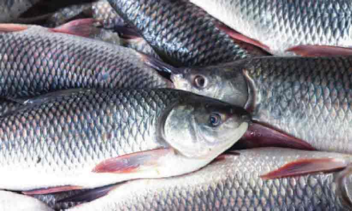 വിപണിയിൽ പഴകിയ മീനുകൾ: പരിശോധന നടത്താൻ അധികാരികളില്ല