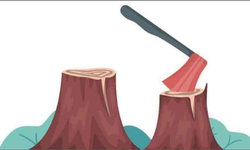 വണ്ടിപ്പെരിയാറിലെ മരംകൊള്ള: തുടർനടപടി മരവിച്ചു