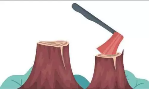 വണ്ടിപ്പെരിയാറിലെ മരംകൊള്ള: തുടർനടപടി മരവിച്ചു