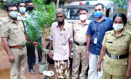 cannabis plant found-arrest