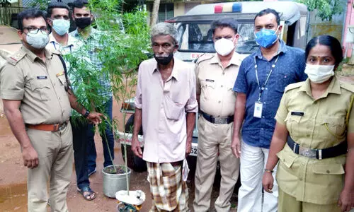 cannabis plant found-arrest