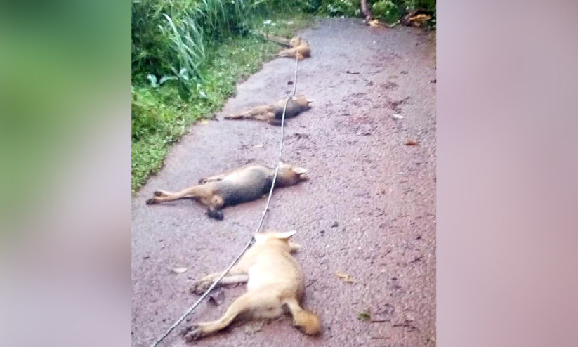 പൊട്ടിവീണ കമ്പിയിൽനിന്ന് വൈദ്യുതാഘാതമേറ്റ് ആറു കുറുക്കന്മാർ ചത്തു പൊട്ടിവീണ കമ്പിയിൽനിന്ന് വൈദ്യുതാഘാതമേറ്റ് ആറു കുറുക്കന്മാർ ചത്തു