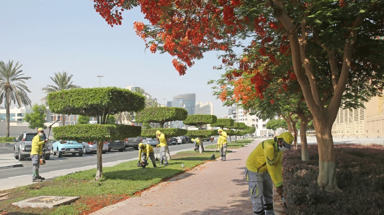 കൊടുംചൂടിലും പച്ചവിരിച്ച് ദുബൈ കൊടുംചൂടിലും പച്ചവിരിച്ച് ദുബൈ
