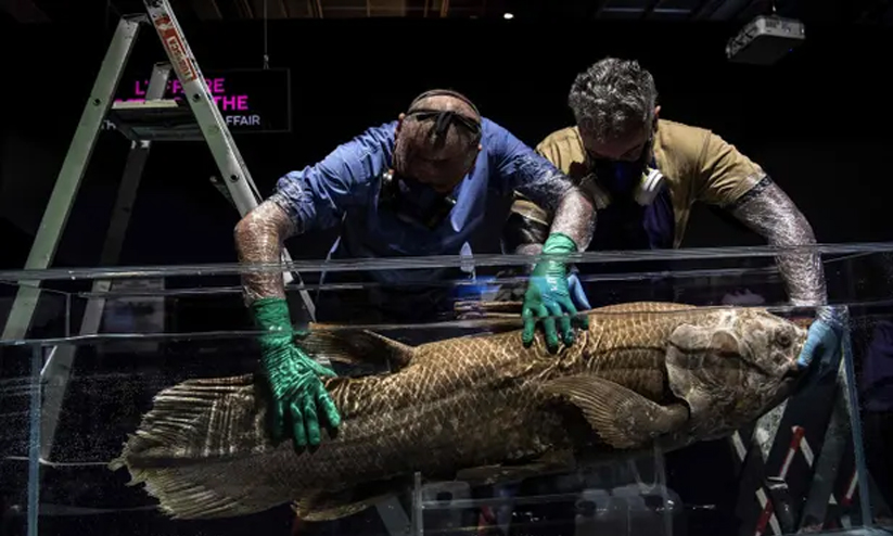 ദിനോസര് കാലം മുതലുള്ള ഈ മത്സ്യത്തിന്റെ ആയുസ് ഒരു നൂറ്റാണ്ട്; ഗര്ഭകാലം അഞ്ച് വര്ഷം ദിനോസര് കാലം മുതലുള്ള ഈ മത്സ്യത്തിന്റെ ആയുസ് ഒരു നൂറ്റാണ്ട്; ഗര്ഭകാലം അഞ്ച് വര്ഷം