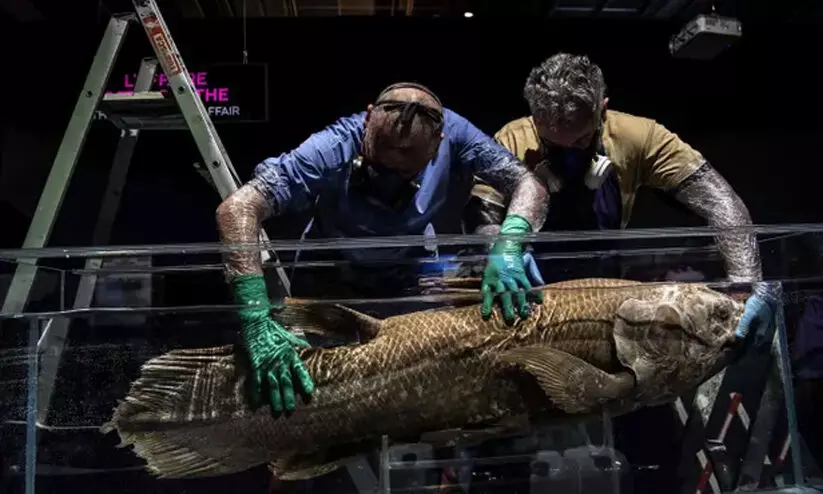 ദിനോസര് കാലം മുതലുള്ള ഈ മത്സ്യത്തിന്റെ ആയുസ് ഒരു നൂറ്റാണ്ട്; ഗര്ഭകാലം അഞ്ച് വര്ഷം ദിനോസര് കാലം മുതലുള്ള ഈ മത്സ്യത്തിന്റെ ആയുസ് ഒരു നൂറ്റാണ്ട്; ഗര്ഭകാലം അഞ്ച് വര്ഷം